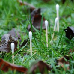 Plastic free bamboo cotton buds standing upright in grass like wild buds in spring
