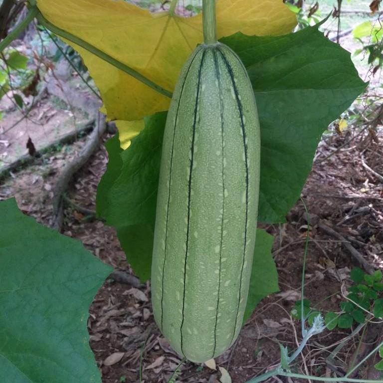 Loofah plant fruit growing on a green vine before it is dried into a natural loofah sponge