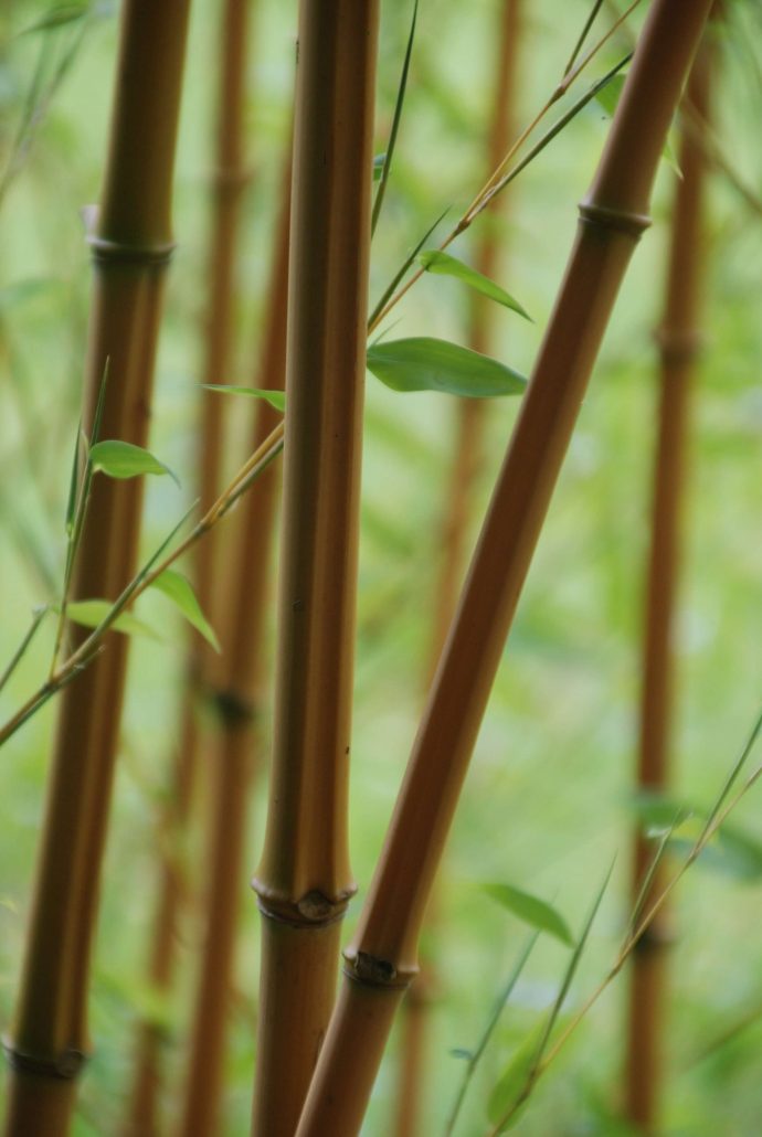 Bamboo Close Up 2