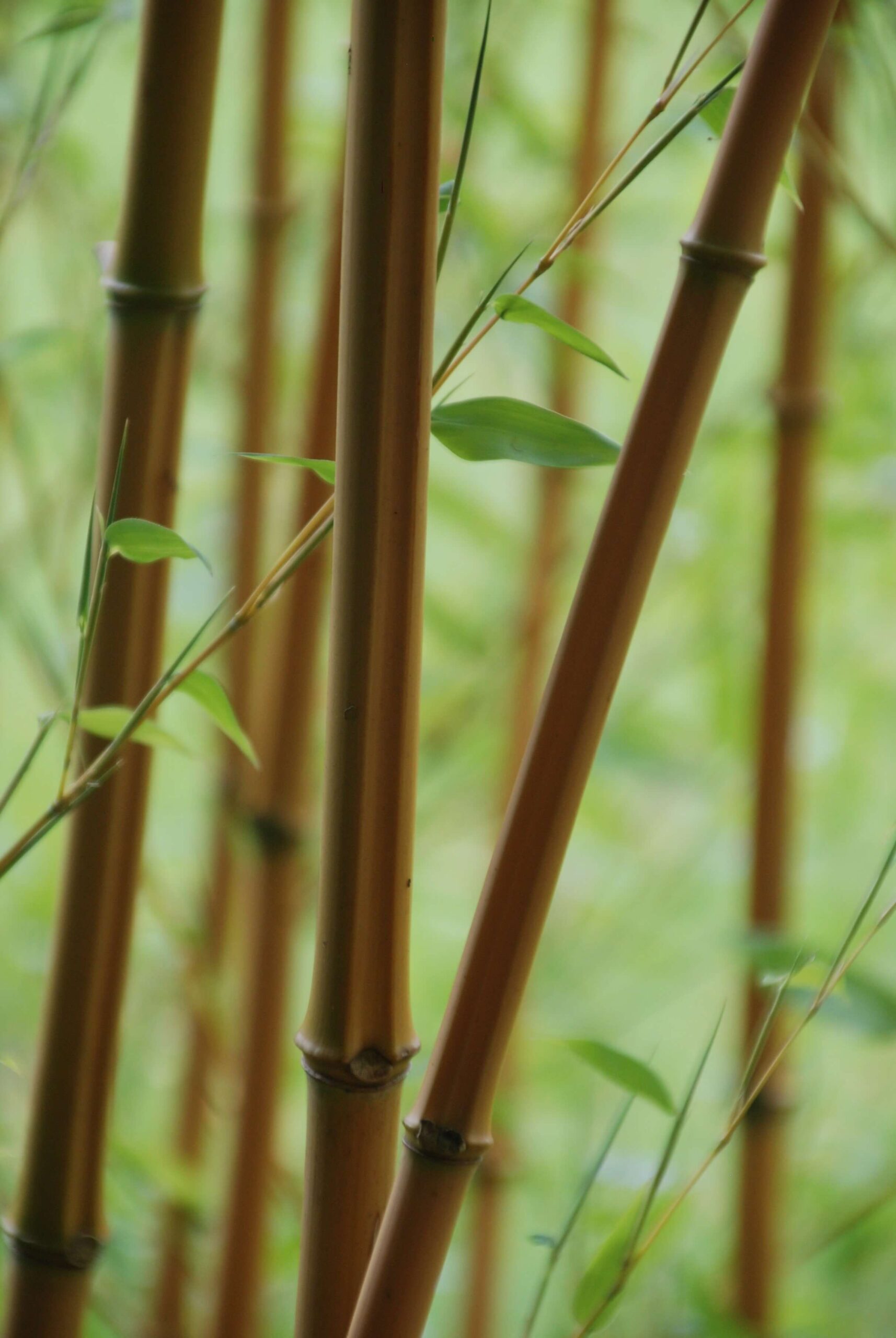 Tall bamboo canes growing closely together as a sustainable bamboo material