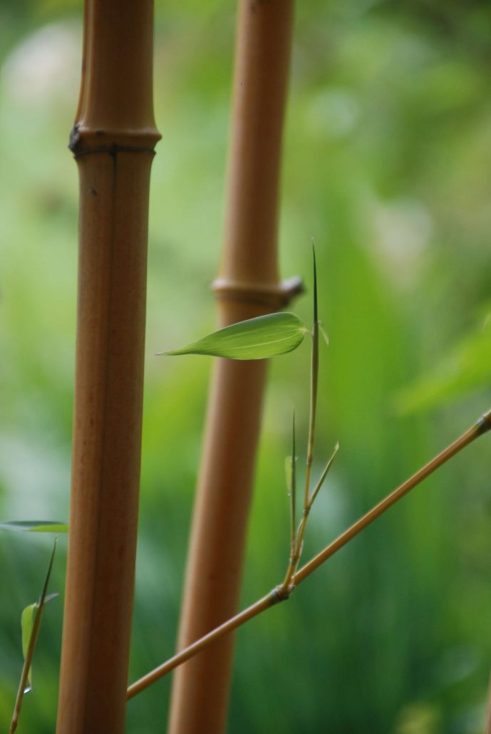 What is bamboo? Close-up of green bamboo canes showing woody-looking bamboo stems