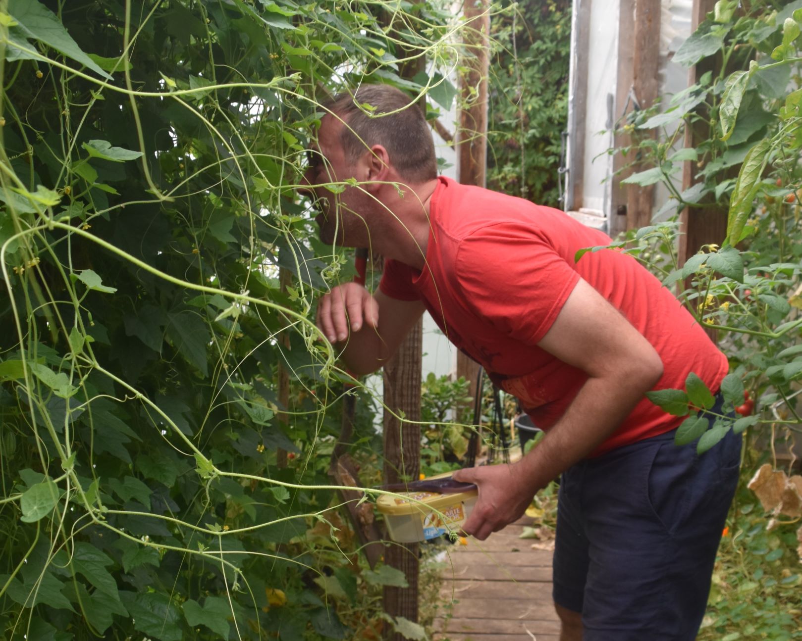 Image of a man looking into climbing plants.