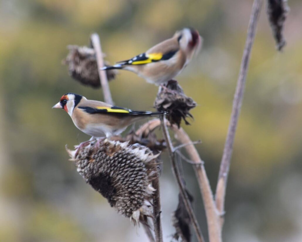 Image of finches feeding on sunflower seeds