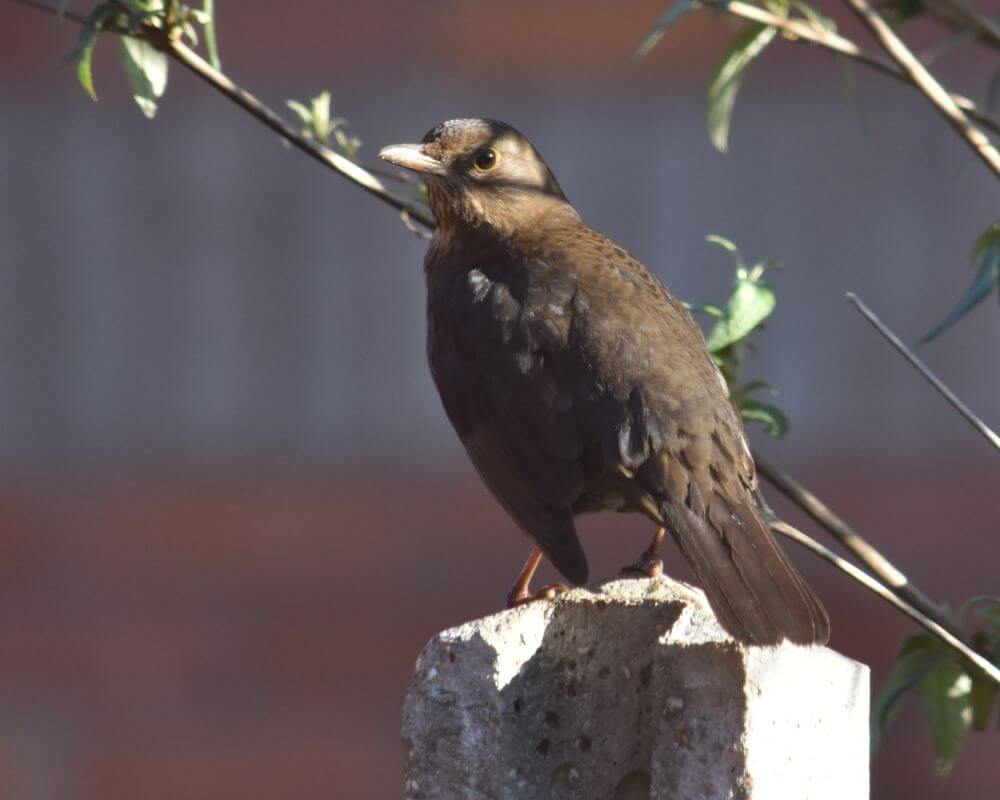 image of a female blackbird
