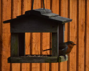 image of a robin