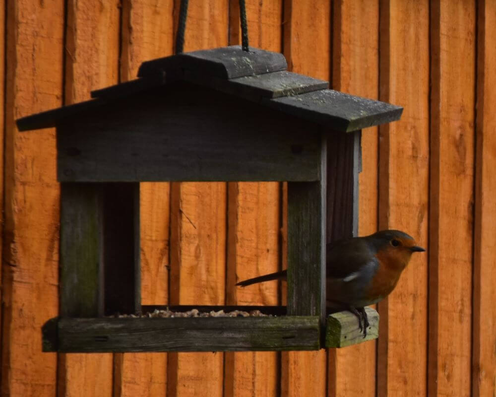 image of a robin