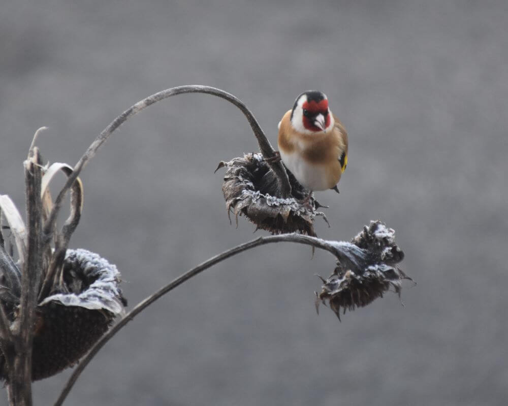 image of a finch feeding on sunflowers
