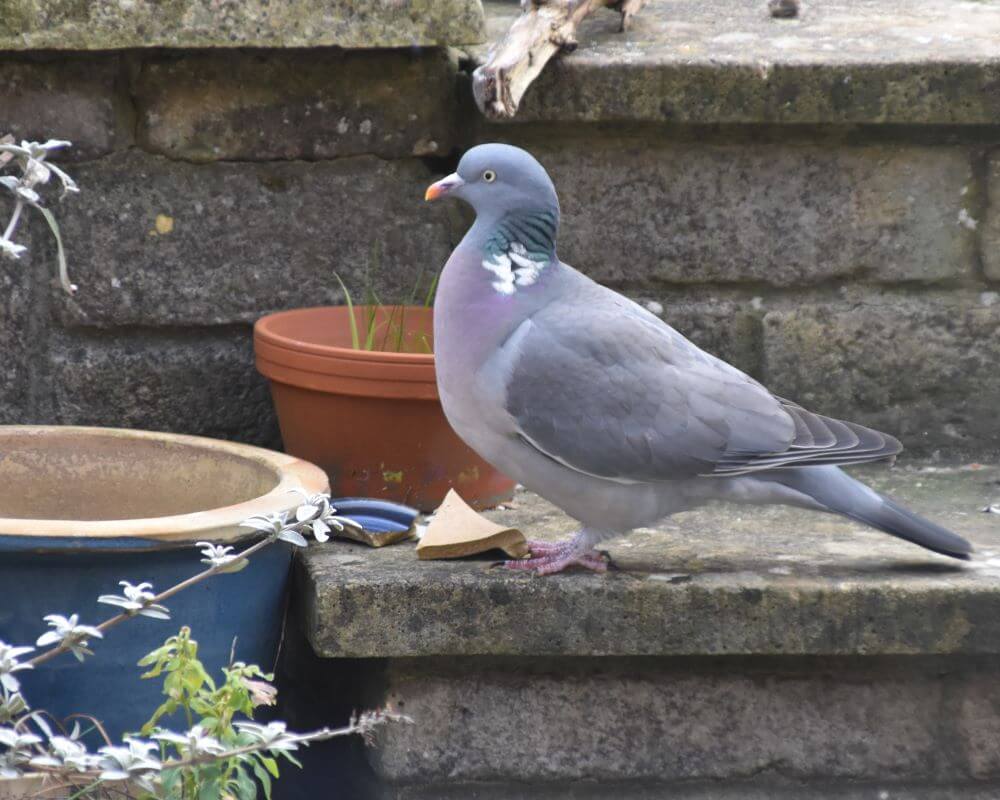 image of a pigeon