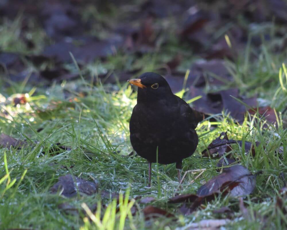 image of a blackbird