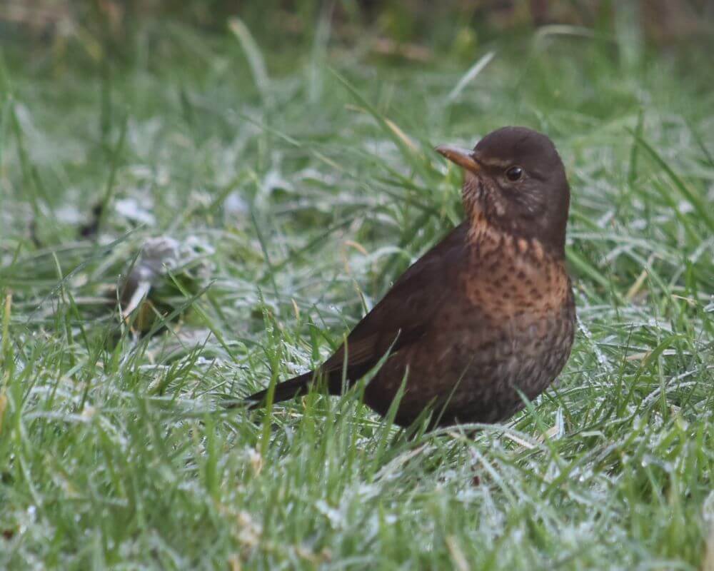 image of a blackbird