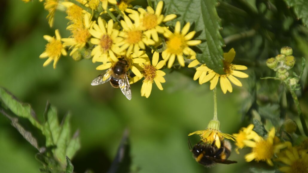 Image of a bee and a bumblebee feeding on ragwort