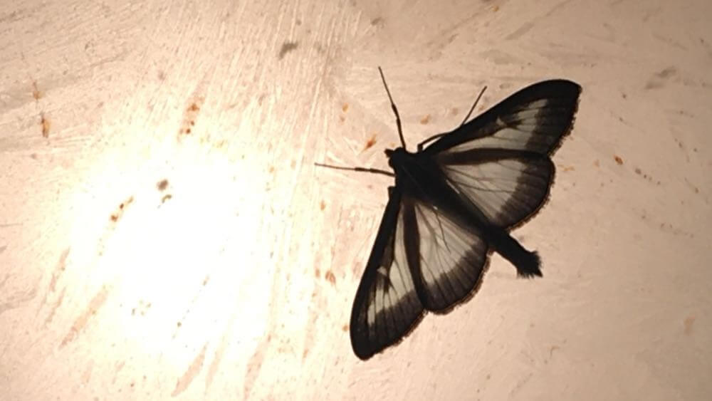Image of a box moth on a bathroom light