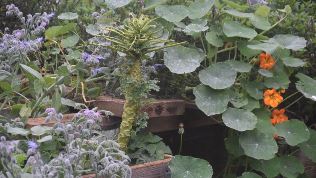 Image of a messy garden with borage to the left side, nasturtum to the right and in the middle kale, eaten by caterpillars