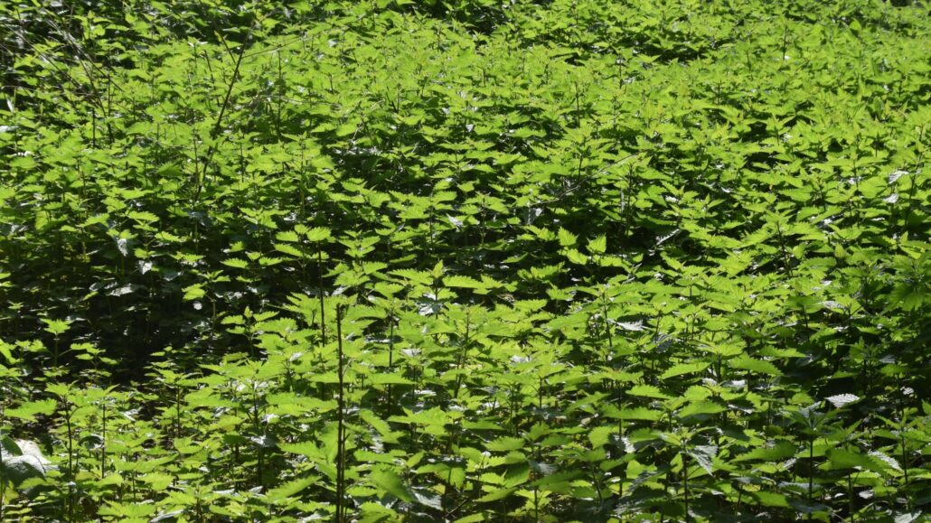 Image of a field full of stingy nettles