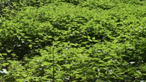 Image of a field full of stingy nettles